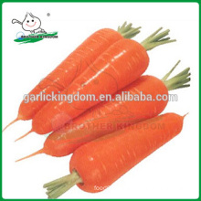 New crop Fresh Carrot/Carrot market price/ Carrot from China